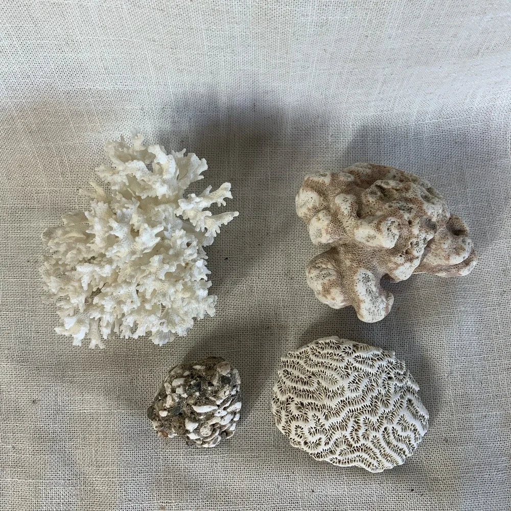 Natural Sea Finger Branch Brain Assorted Coral‎  Aquarium Decor